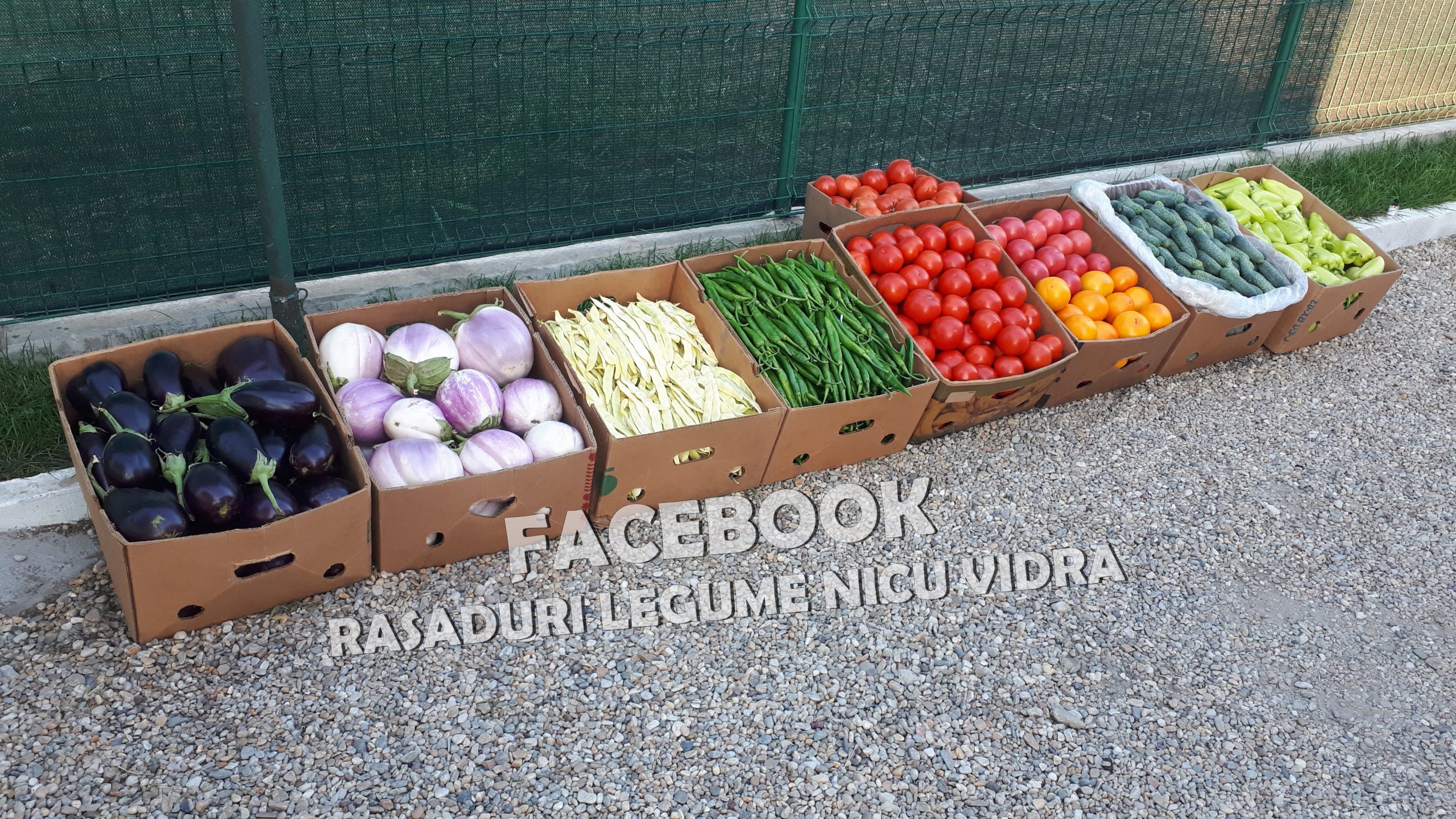 Rasad tomate, rosii, castraveti, ardei, vinete, varza – rasaduri 2025