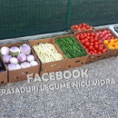 Rasad tomate, rosii, castraveti, ardei, vinete, varza – rasaduri 2025