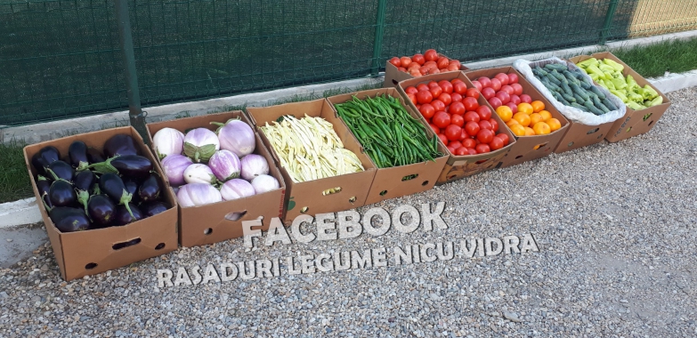 Rasad tomate, rosii, castraveti, ardei, vinete, varza – rasaduri 2025
