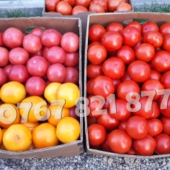 Rasad rosii | Rasaduri rosii (tomate) si alte rasaduri legume 2026