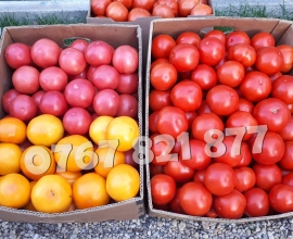 Rasad rosii | Rasaduri rosii (tomate) si alte rasaduri legume 2026