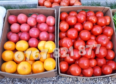 Rasad rosii | Rasaduri rosii (tomate) si alte rasaduri legume 2026