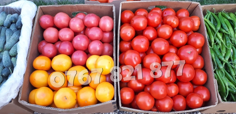 Rasad rosii | Rasaduri rosii (tomate) si alte rasaduri legume 2026