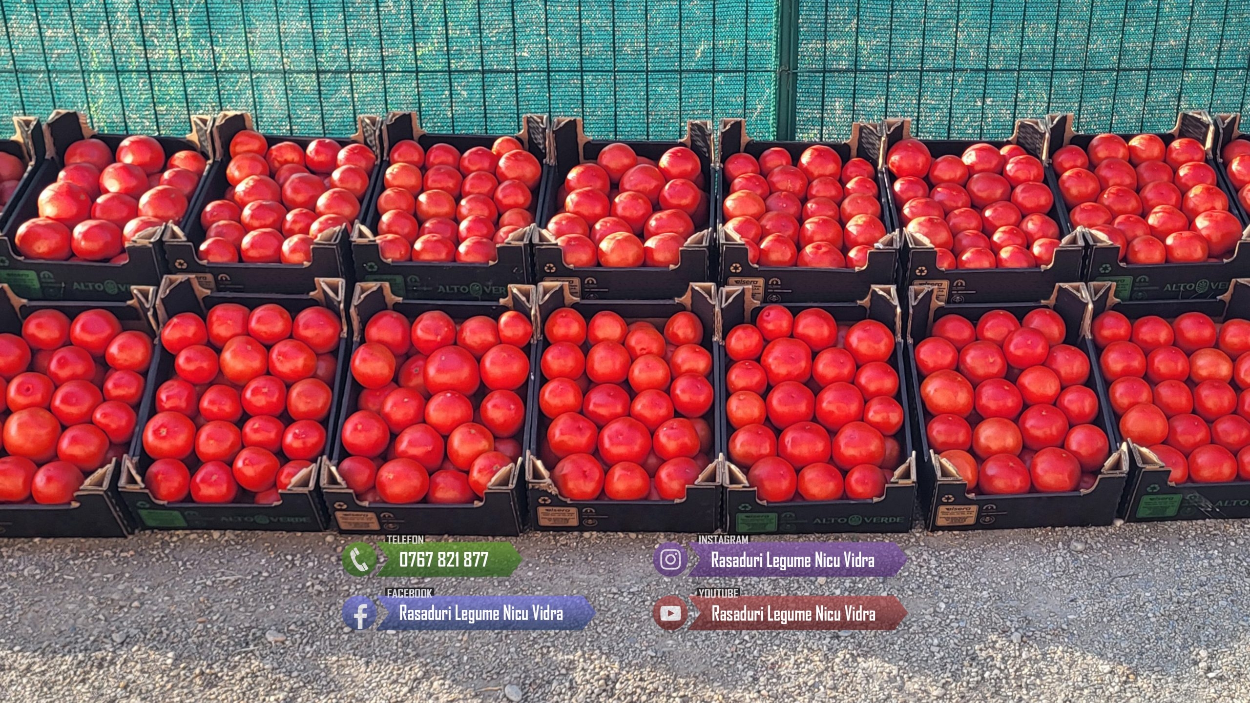 Rasad rosii castraveti ardei vinete alte rasaduri legume de vanzare 2026