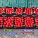 Rasad rosii castraveti ardei vinete alte rasaduri legume de vanzare