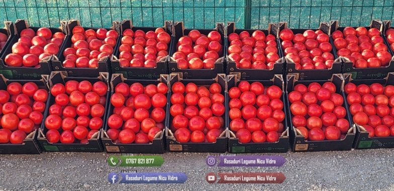 Rasad rosii castraveti ardei vinete alte rasaduri legume de vanzare