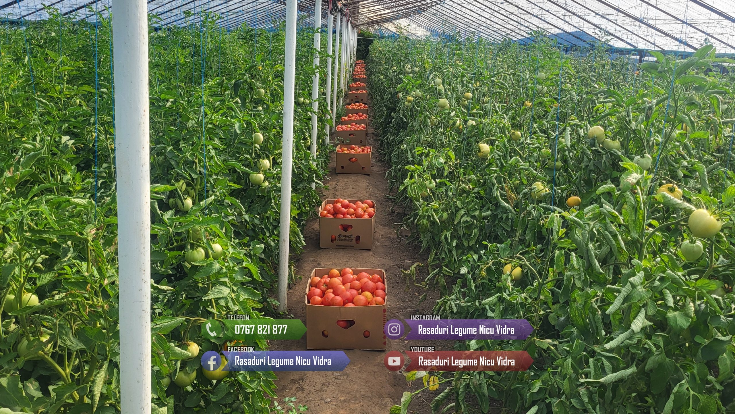 Vand Rasad de rosii ardei castraveti vinete salata | Rasaduri Legume