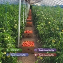 Vand Rasad de rosii ardei castraveti vinete salata | Rasaduri Legume