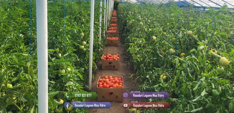 Vand Rasad de rosii ardei castraveti vinete salata | Rasaduri Legume 2026