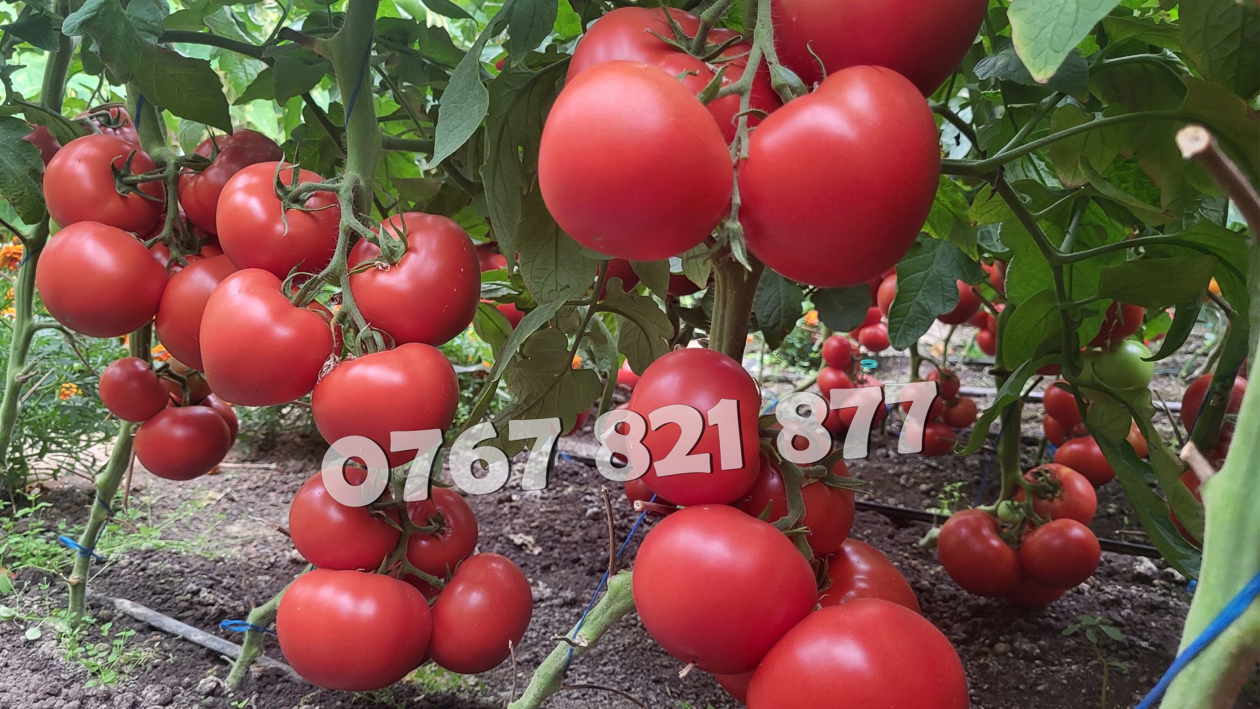 Vand Rasad | Rasaduri Rosii Rila, Inima de bou, Prekos, Kalina, Cherry 2026