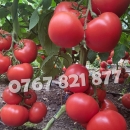 Vand Rasad | Rasaduri Rosii Rila, Inima de bou, Prekos, Kalina, Cherry 2026