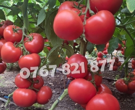 Vand Rasad | Rasaduri Rosii Rila, Inima de bou, Prekos, Kalina, Cherry 2026