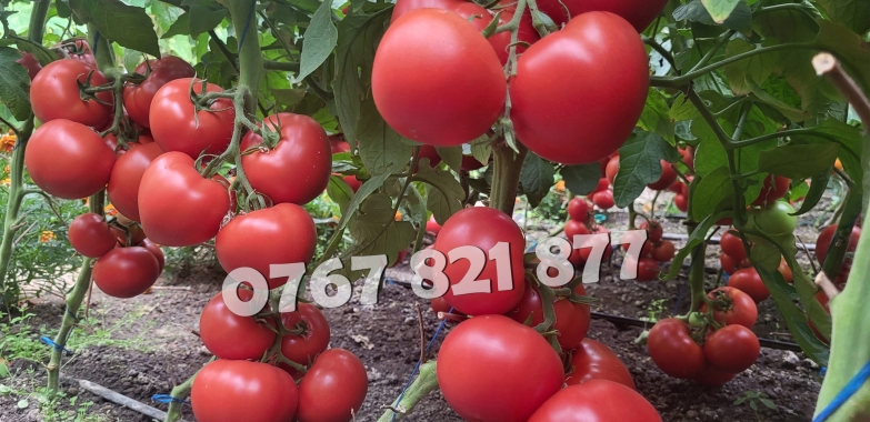 Vand Rasad | Rasaduri Rosii Rila, Inima de bou, Prekos, Kalina, Cherry 2026