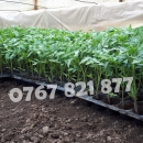 Rasad tomate rosii vinete castraveti ardei 2026 | Vand Rasaduri Legume