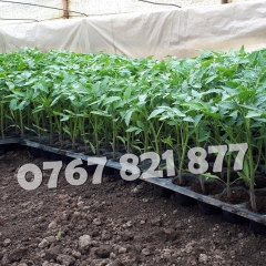 Rasad tomate rosii vinete castraveti ardei 2026 | Vand Rasaduri Legume