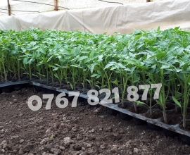 Rasad tomate rosii vinete castraveti ardei 2026 | Vand Rasaduri Legume
