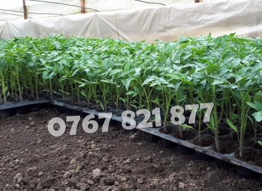 Rasad tomate rosii vinete castraveti ardei 2026 | Vand Rasaduri Legume