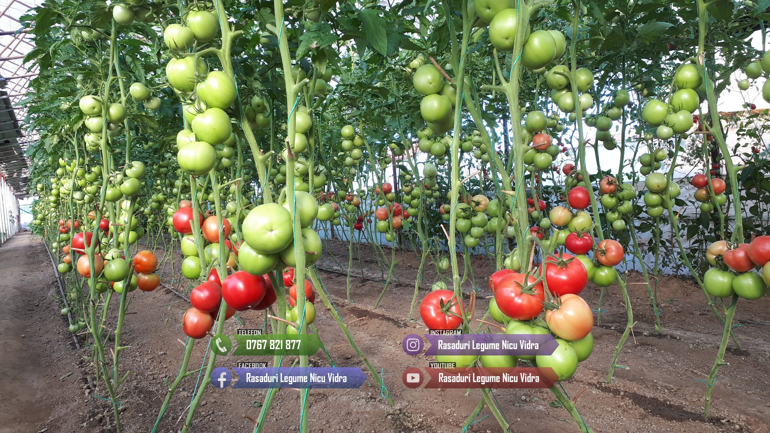 Rasaduri legume : Rasad de rosii ardei castraveti vinete salata varza