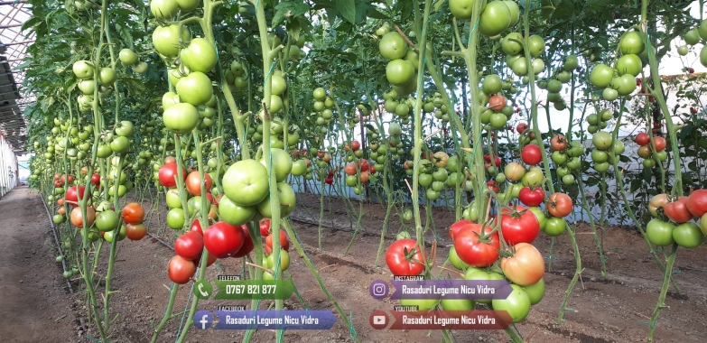 Rasaduri legume : Rasad de rosii ardei castraveti vinete salata varza