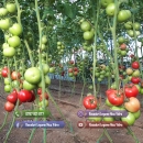 Rasaduri legume : Rasad de rosii ardei castraveti vinete salata varza 2026