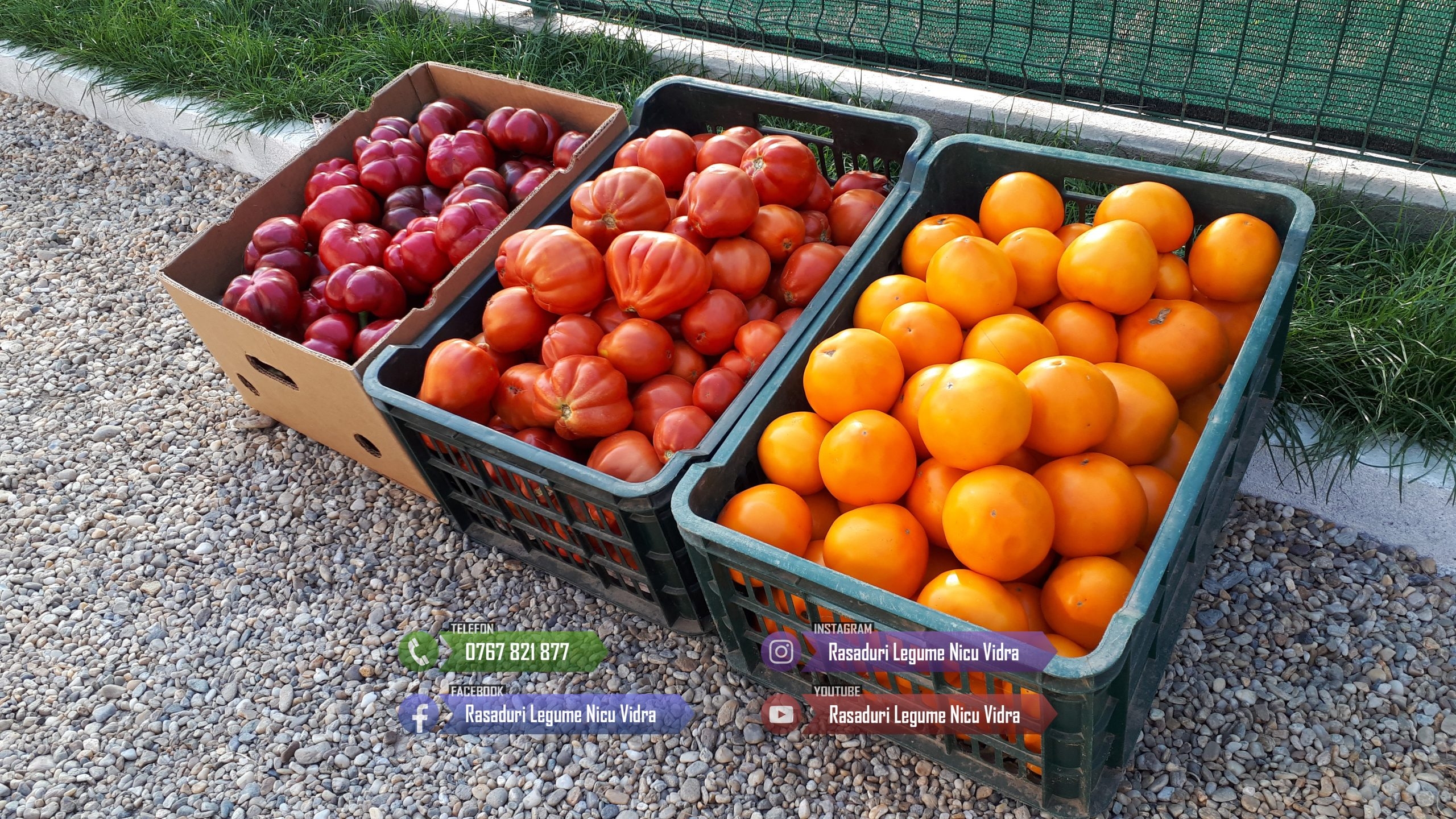 Rasaduri Legume : Rasad de rosii tomate ardei vinete castraveti varza 2026