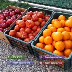 Rasaduri Legume : Rasad de rosii tomate ardei vinete castraveti varza 2026
