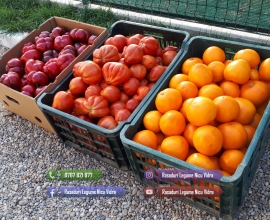 Rasaduri Legume : Rasad de rosii tomate ardei vinete castraveti varza 2026