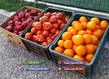 Rasaduri Legume : Rasad de rosii tomate ardei vinete castraveti varza 2026