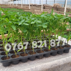Vand Rasad Rosii Vinete Ardei Castraveti si alte Rasaduri Legume 2026