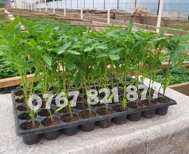 Vand Rasad Rosii Vinete Ardei Castraveti si alte Rasaduri Legume 2026