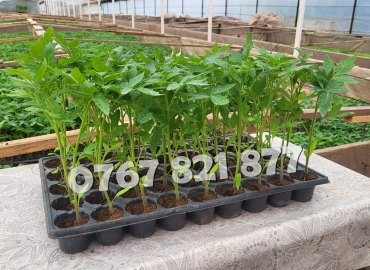 Vand Rasad Rosii Vinete Ardei Castraveti si alte Rasaduri Legume 2026