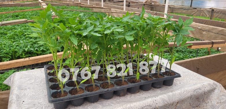 Vand Rasad Rosii Vinete Ardei Castraveti si alte Rasaduri Legume 2026