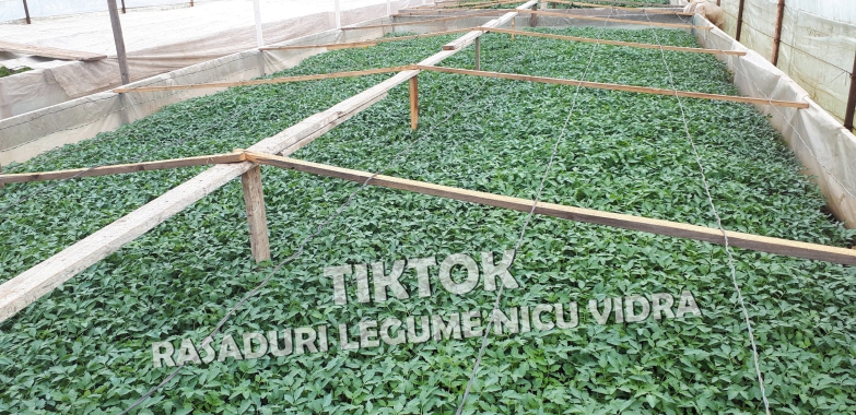 Rasaduri de rosii / tomate ardei vinete castraveti salata 2025
