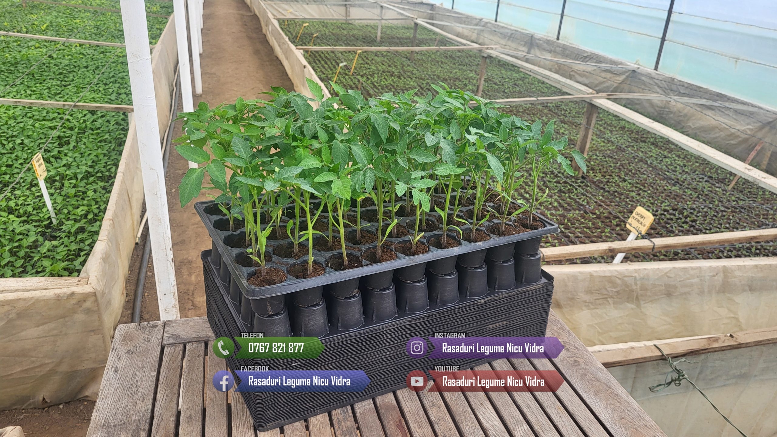 Rasad Rosii Rila, Prekos, Kalina, Ardei, Castraveti | Rasaduri Legume 2026