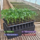 Rasad Rosii Rila, Prekos, Kalina, Ardei, Castraveti | Rasaduri Legume 2026