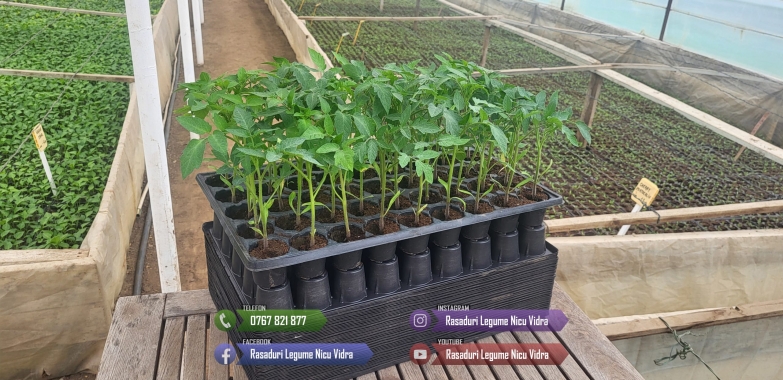 Rasad Rosii Rila, Prekos, Kalina, Ardei, Castraveti | Rasaduri Legume 2026