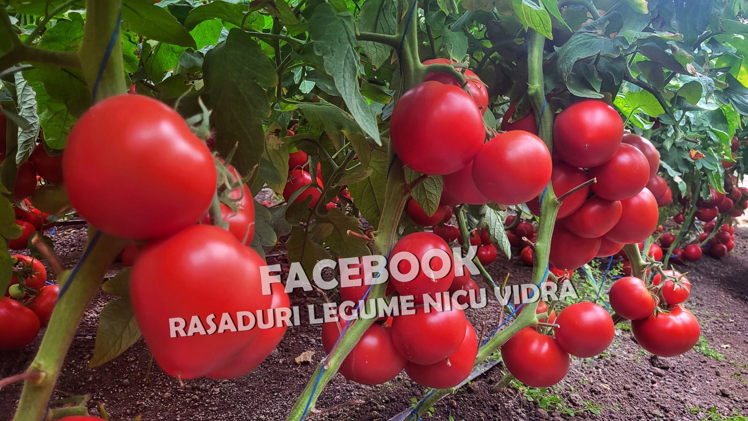 Vand rasaduri legume: Vand rasad de rosii / rasad tomate 2026