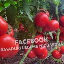 Vand rasaduri legume: Vand rasad de rosii / rasad tomate 2026