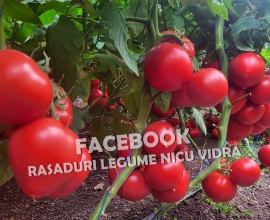 Vand rasaduri legume: Vand rasad de rosii / rasad tomate 2026
