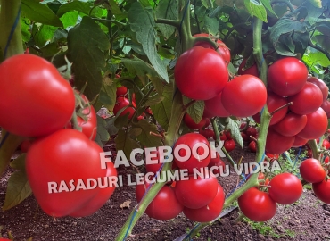 Vand rasaduri legume: Vand rasad de rosii / rasad tomate 2026