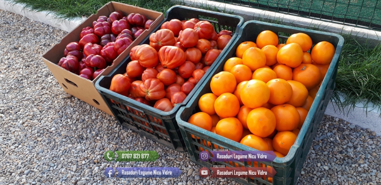 Rasaduri Legume | Rasad de rosii tomate ardei vinete castraveti varza* 2025