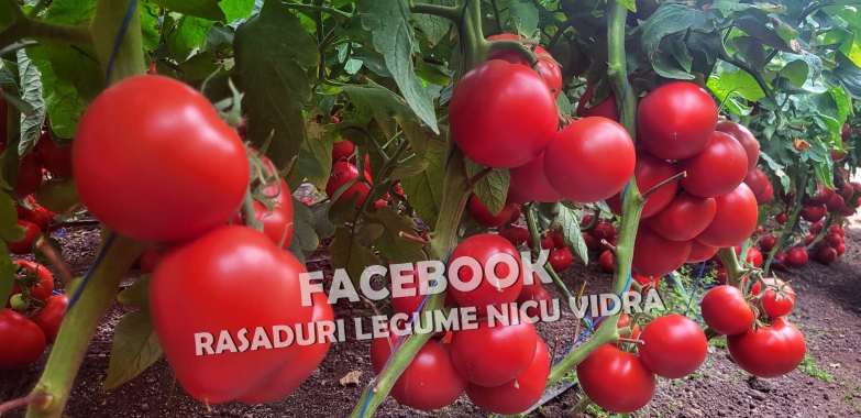 Rasaduri Legume | Rasad de Rosii / Tomate 2025