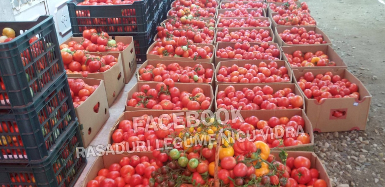Rasaduri Rosii | Rasad Rosii Ardei Castraveti Vinete Dovlecei etc 2025