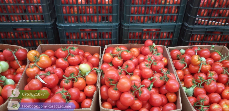 Rasad rosii castraveti ardei vinete alte rasaduri legume de vanzare