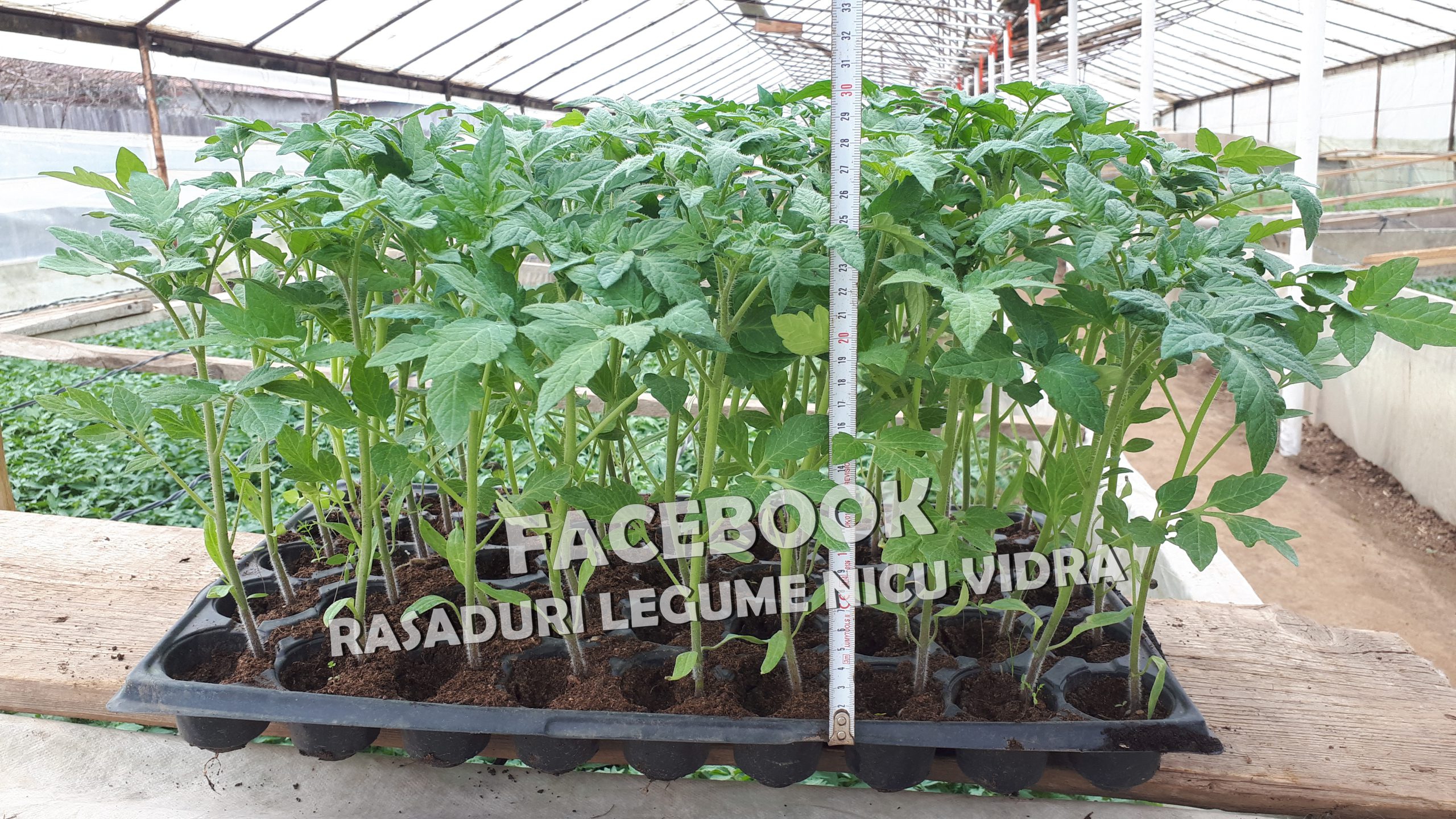 Vand rasaduri legume : Rasad de rosii / tomate castraveti ardei vinete 2025