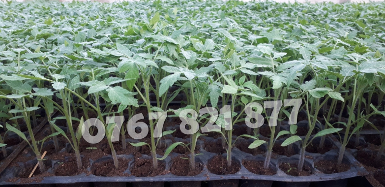 Vand Rasad Rosii Vinete Ardei Castraveti si alte Rasaduri Legume 2025