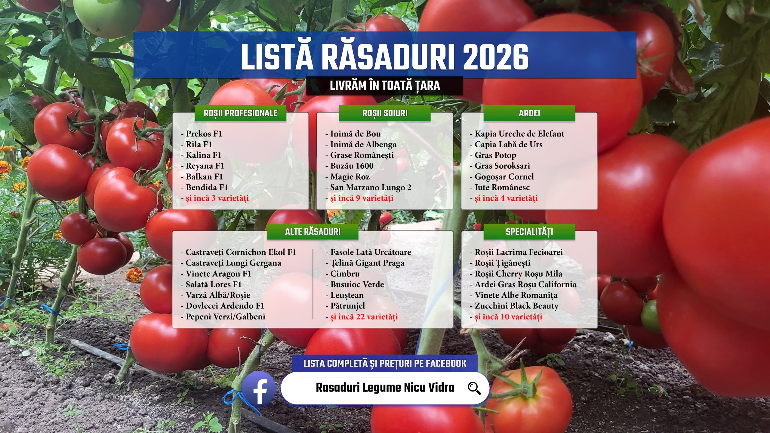 Vand Rasad Rosii Ardei Vinete Castraveti Varza | Rasaduri Legume