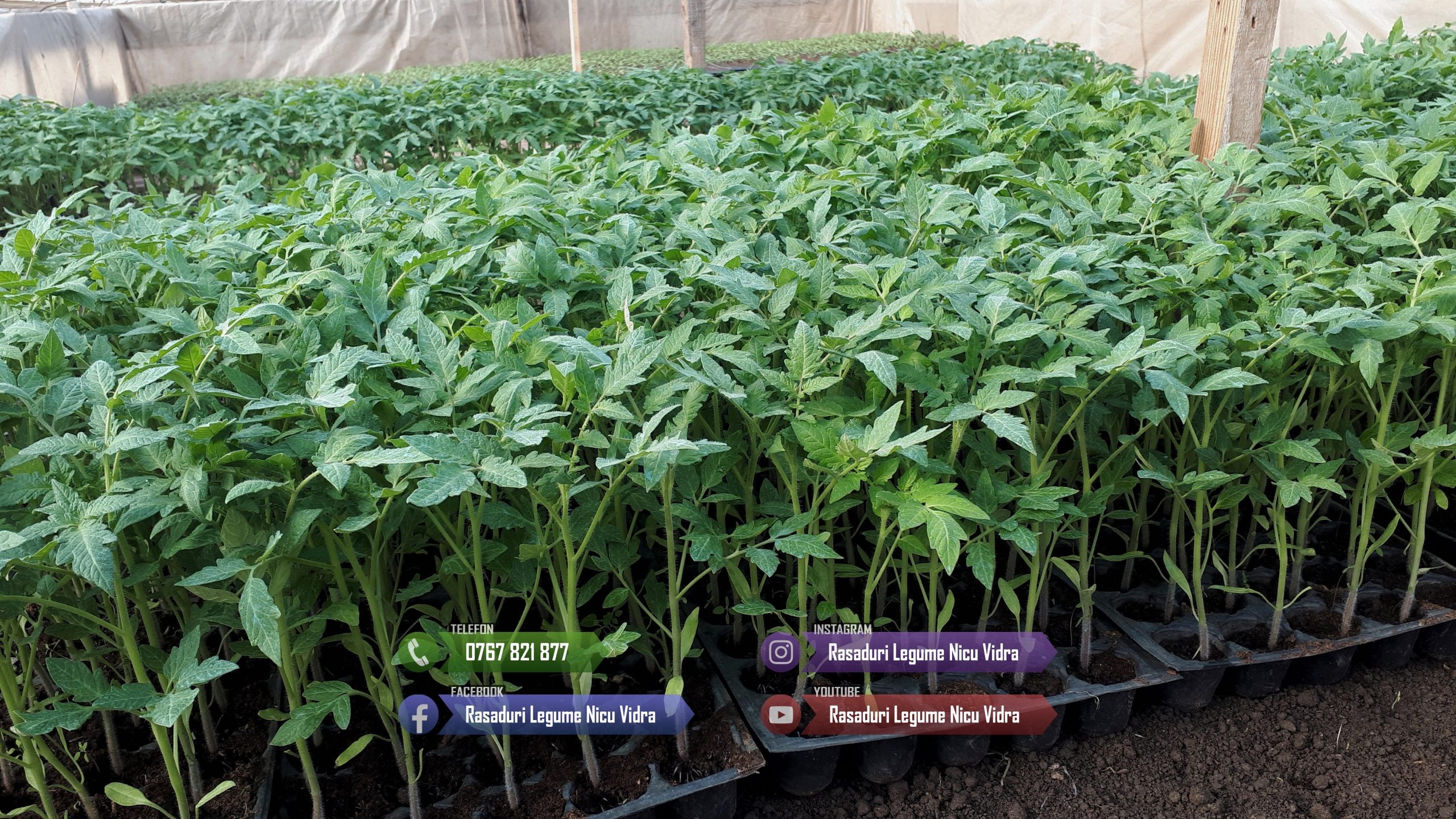 Rasad de rosii / Rasaduri rosii, vinete, ardei, alte rasaduri legume 2026