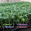 Rasad de rosii / Rasaduri rosii, vinete, ardei, alte rasaduri legume 2026