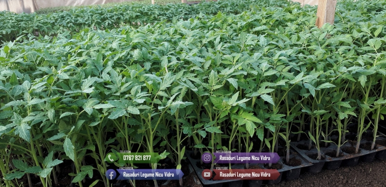 Rasad de rosii / Rasaduri rosii, vinete, ardei, alte rasaduri legume 2026